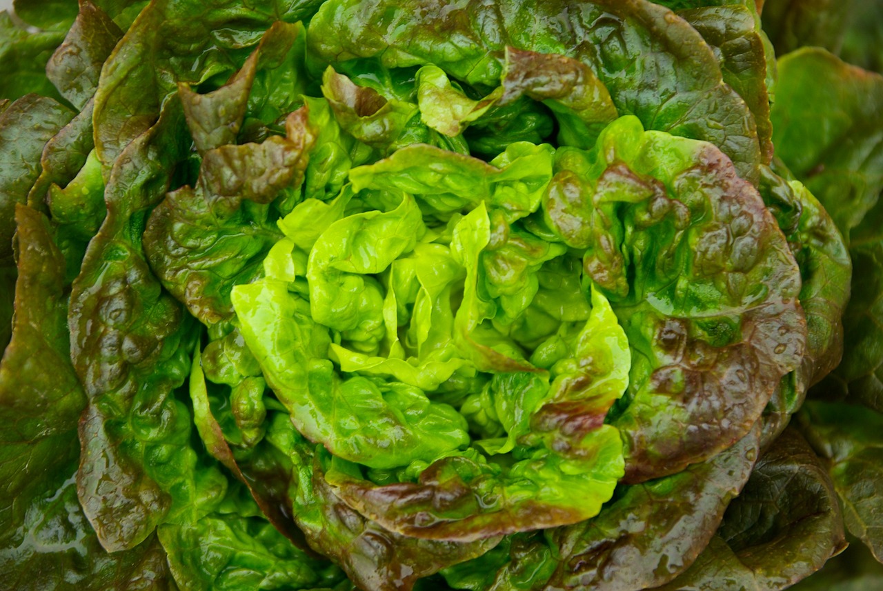 Best Tips for Growing Lettuce in Containers